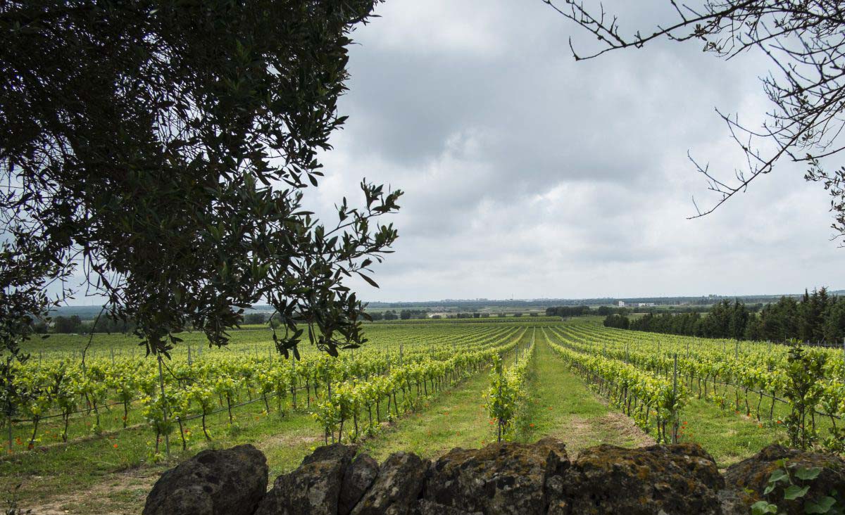 Weingut San Marzano