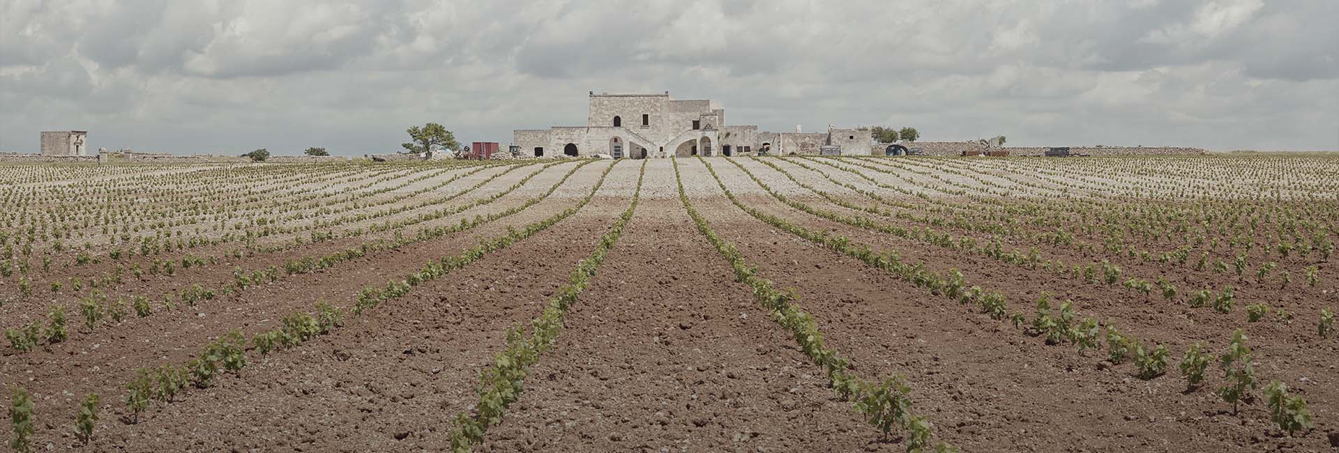 Weingut San Marzano