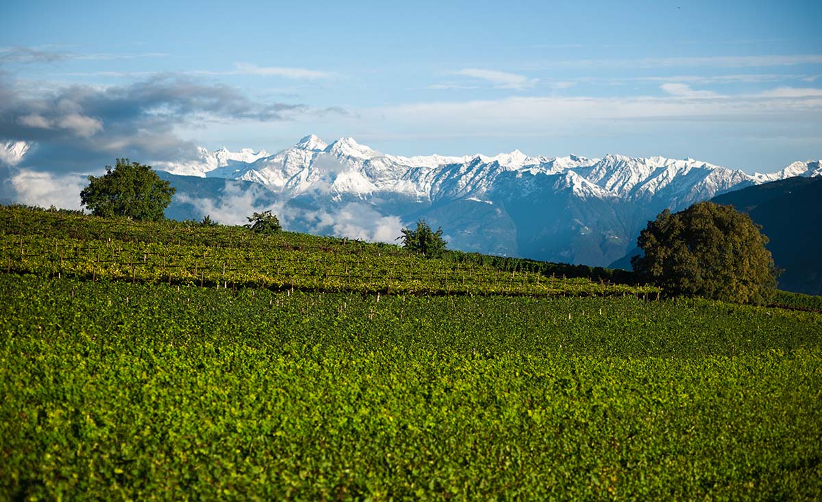 Kellerei Cantina Girlan Südtirol