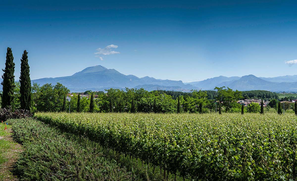 Weingut Ottella Lombardei Gardasee